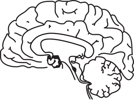 Simplified Brain Illustration PNG Image