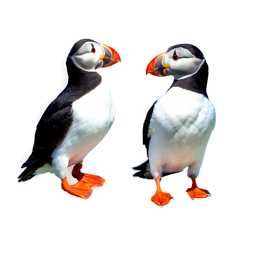 Simplified Puffin Icon Png 97 PNG Image