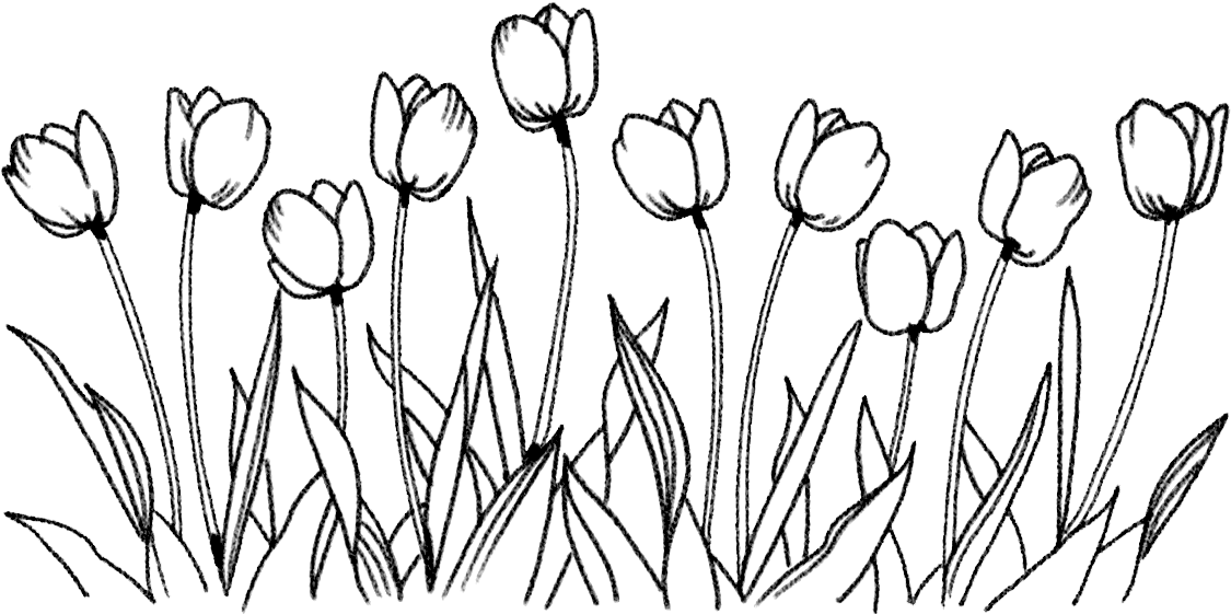 Simplified Tulip Sketch PNG Image