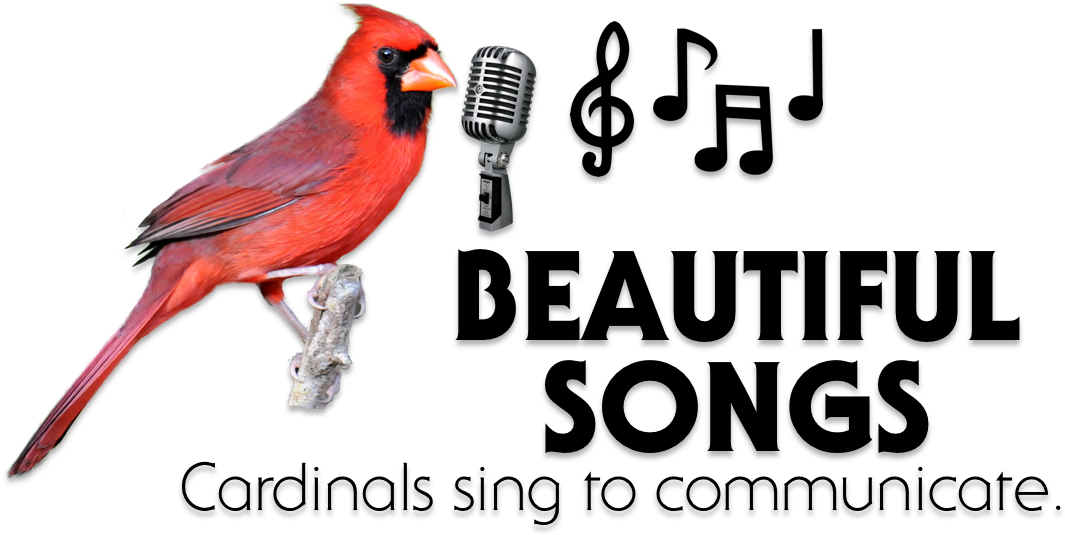 Singing Cardinal Beautiful Songs PNG Image