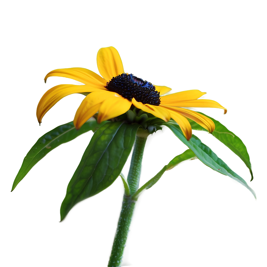 Single Black Eyed Susan Bloom Png 60 PNG Image