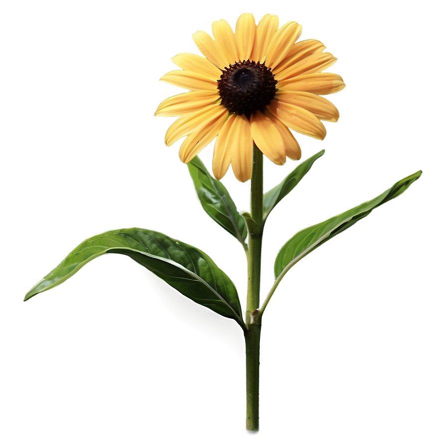 Single Black Eyed Susan Bloom Png 91 PNG Image