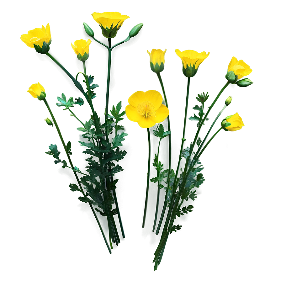 Single Buttercup Png 14 PNG Image