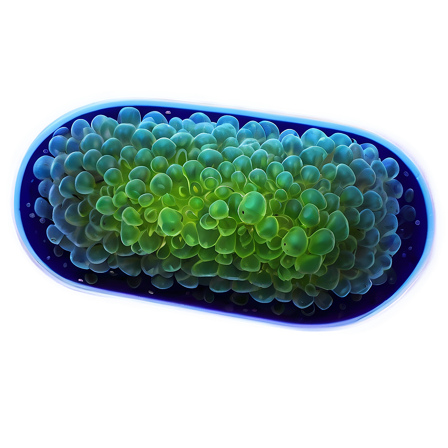 Single-celled Bacteria Png Pco5 PNG Image