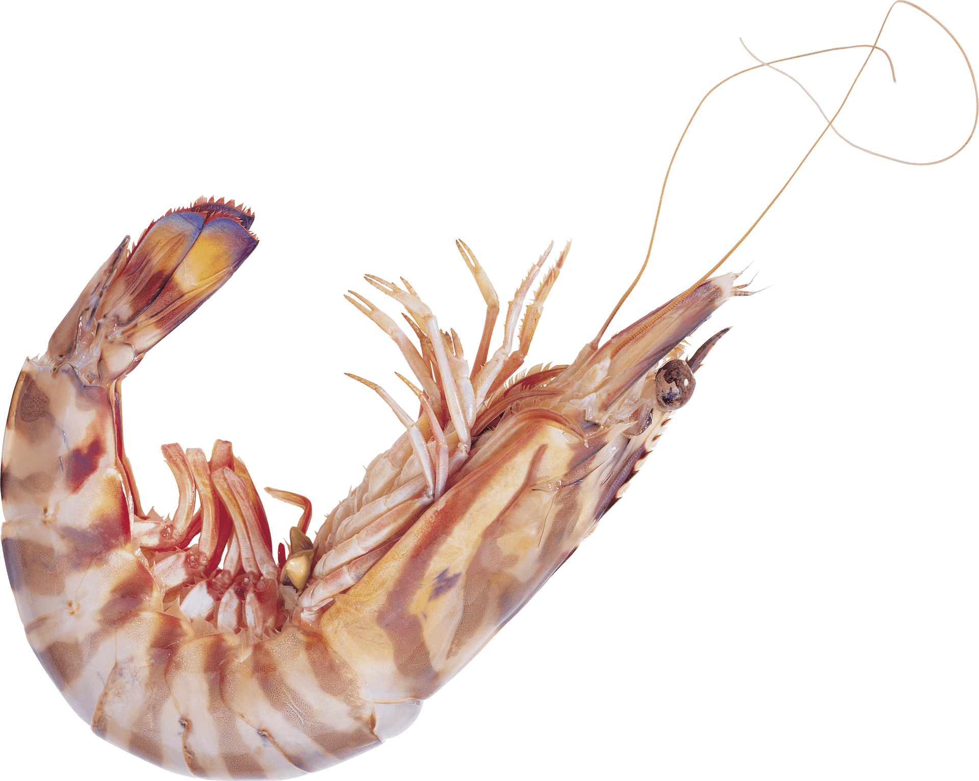 Single Cooked Shrimp Transparent Background PNG Image