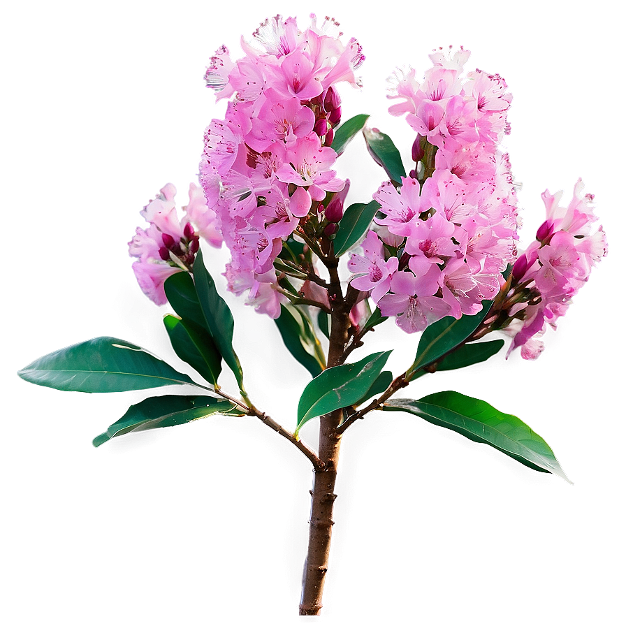 Single Crepe Myrtle Flower Png 15 PNG Image