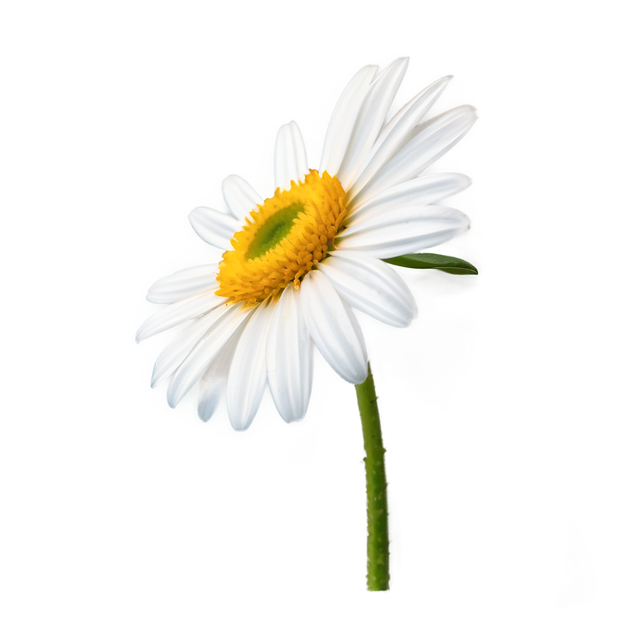 Single Daisy Drawing Png 06202024 PNG Image