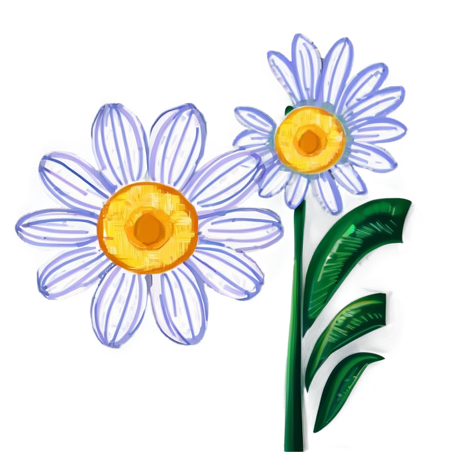 Single Daisy Drawing Png 26 PNG Image