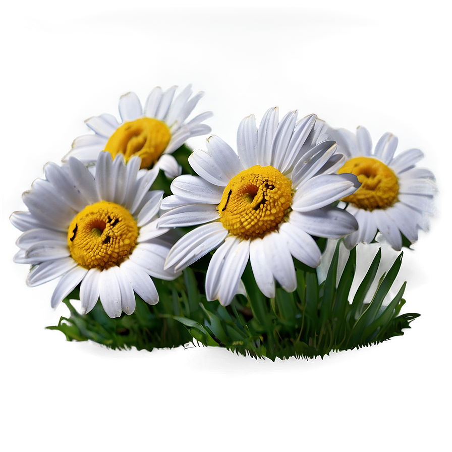 Single Daisy Png Utb49 PNG Image