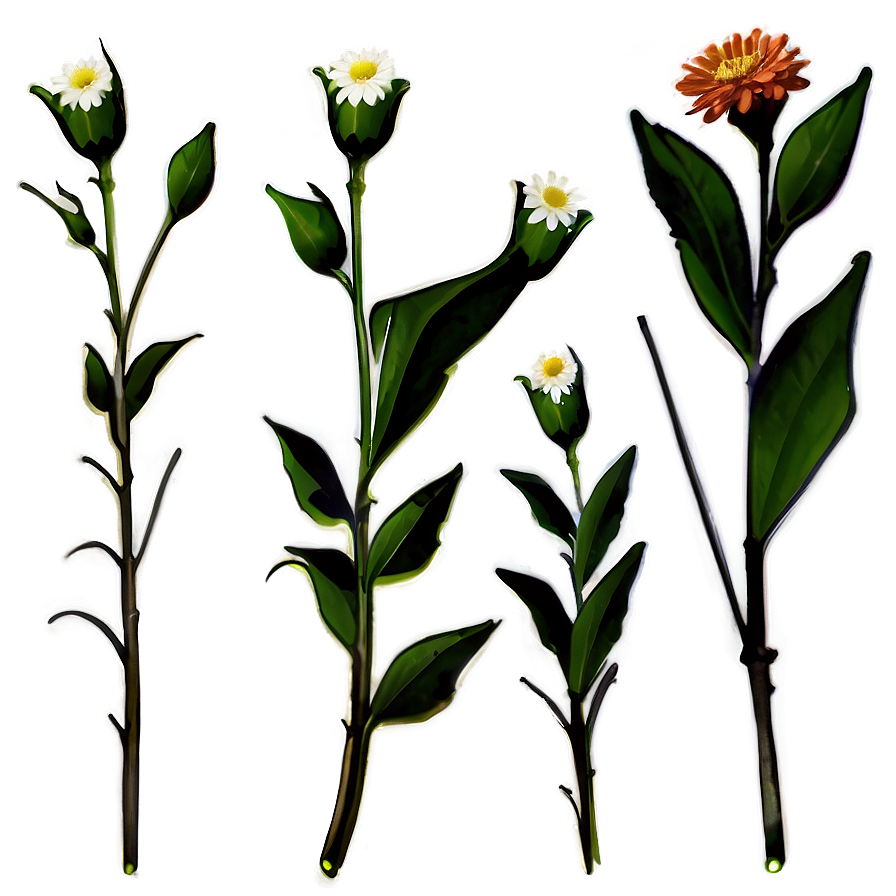 Single Flower Stem Png Qei PNG Image