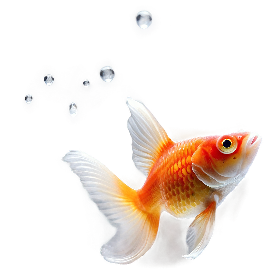 Single Goldfish Png Gko PNG Image