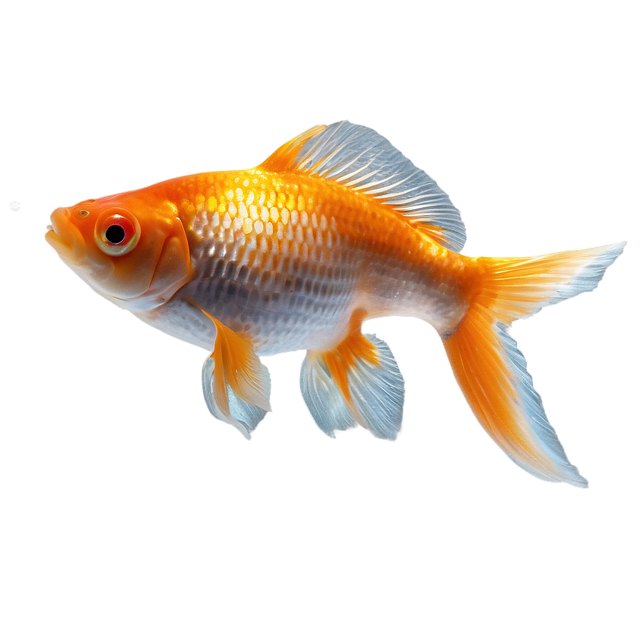 Single Goldfish Png Oqi28 PNG Image