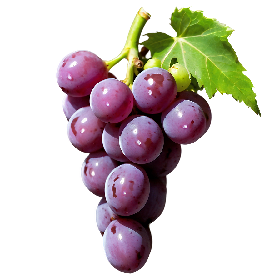 Single Grape Side View Png Hap83 PNG Image