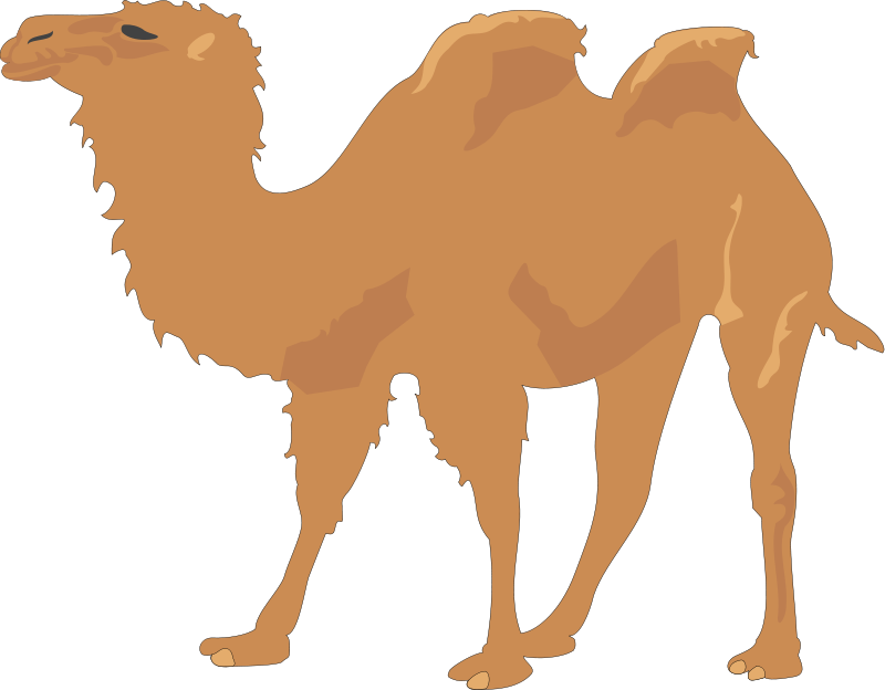 Single Humped Camel Illustration.png PNG Image