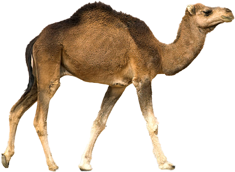 Single Humped Camel Profile.png PNG Image