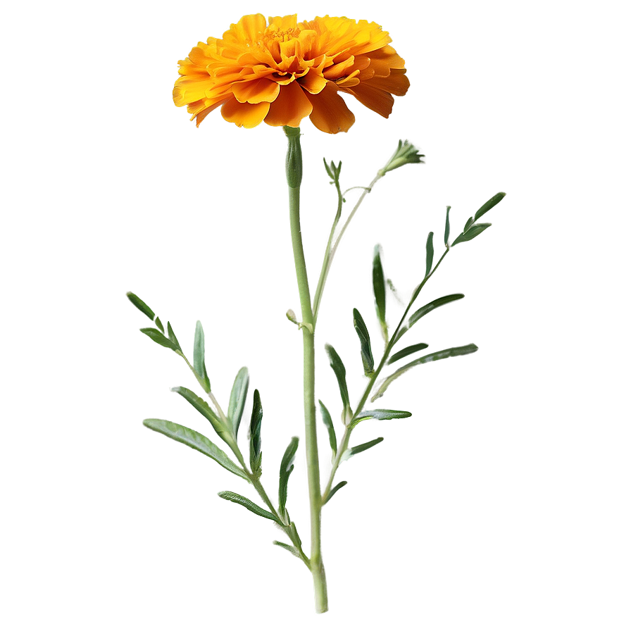 Single Marigold Flower Png 06112024 PNG Image