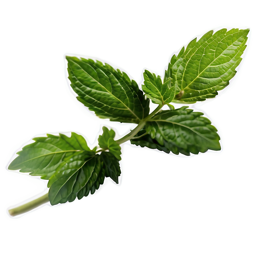 Single Mint Leaf Png Dxn48 PNG Image