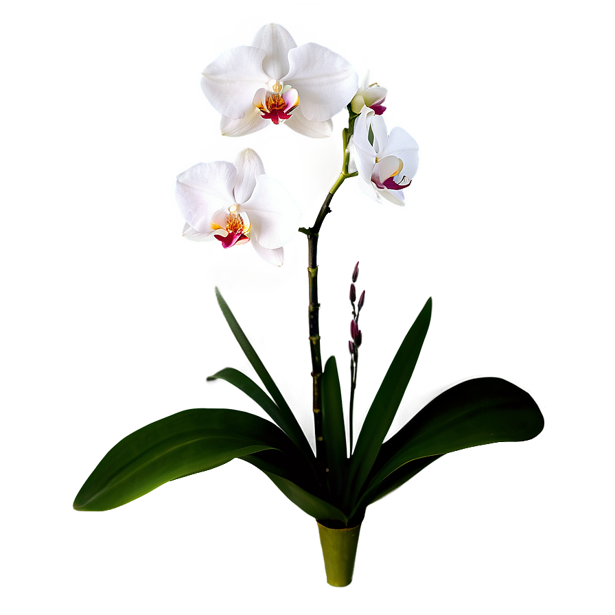 Single Orchid Png Awg64 PNG Image