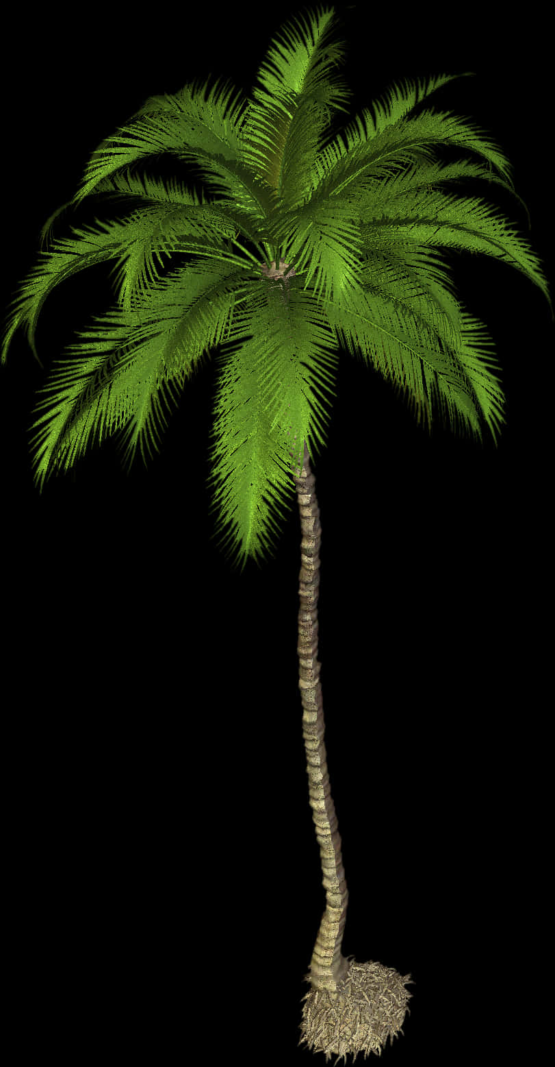 Single Palm Tree Black Background PNG Image