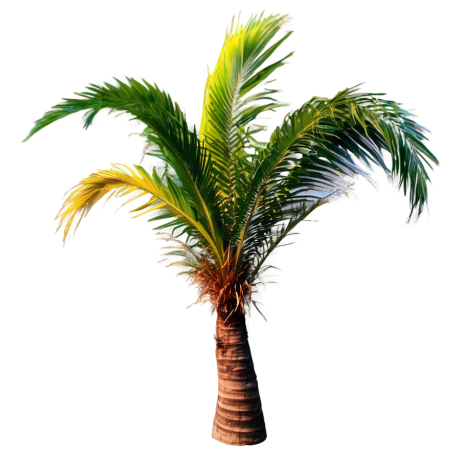 Single Palm Tree Png Cbo20 PNG Image