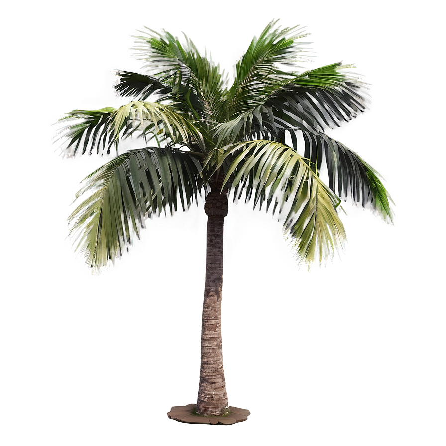 Single Palm Tree Png Wee59 PNG Image