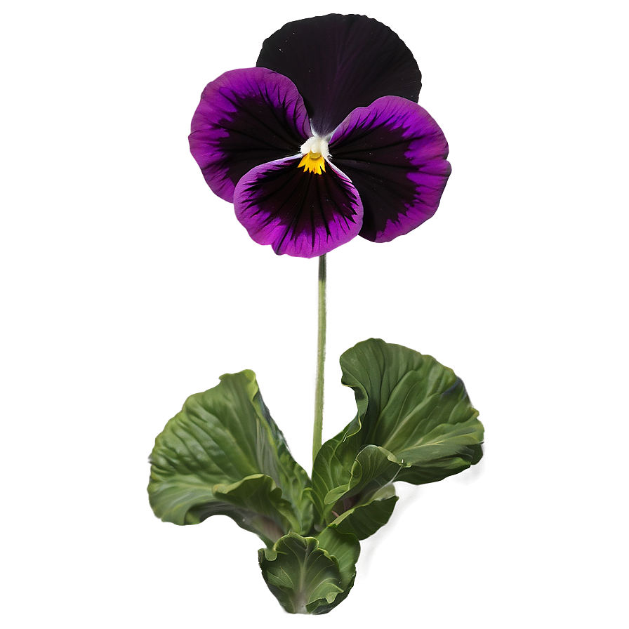 Single Pansy Flower Png Lsc PNG Image