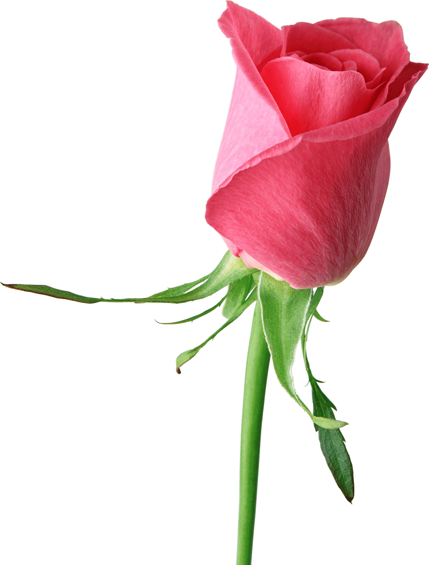 Single Pink Rose Isolated Background PNG Image