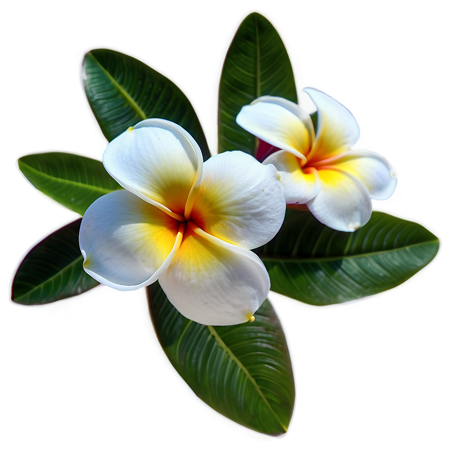 Single Plumeria Flower Png 97 PNG Image