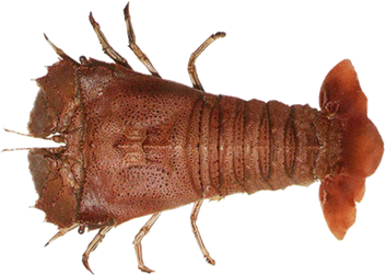 Single Prawn Isolated Background PNG Image