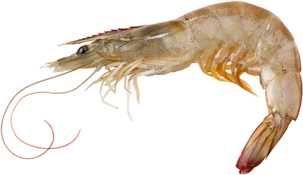 Single Prawn Transparent Background PNG Image