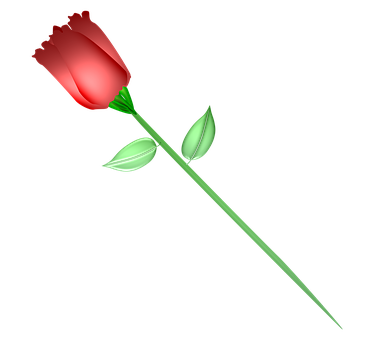 Single Red Rose Black Background PNG Image