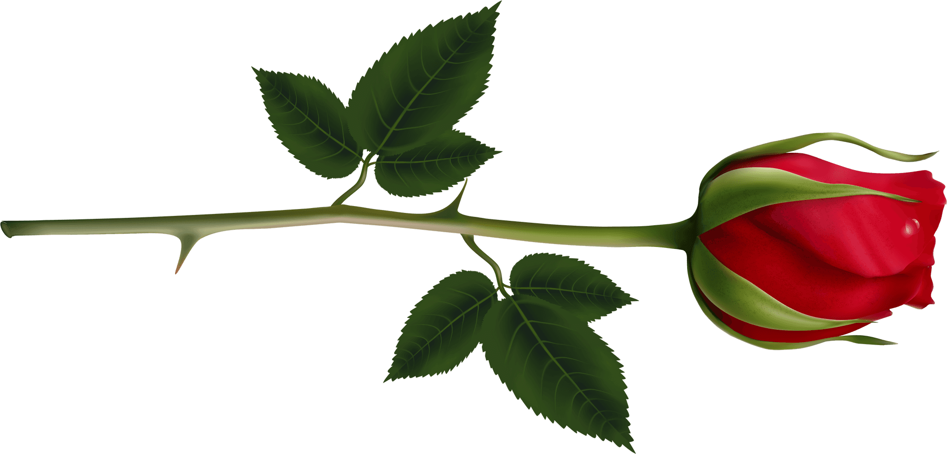 Single Red Rose Bud PNG Image