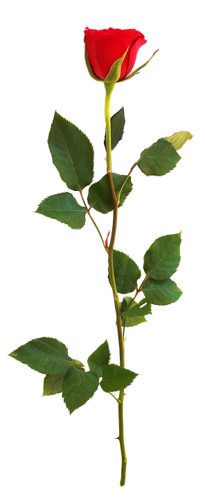 Single Red Rose Stem.png PNG Image