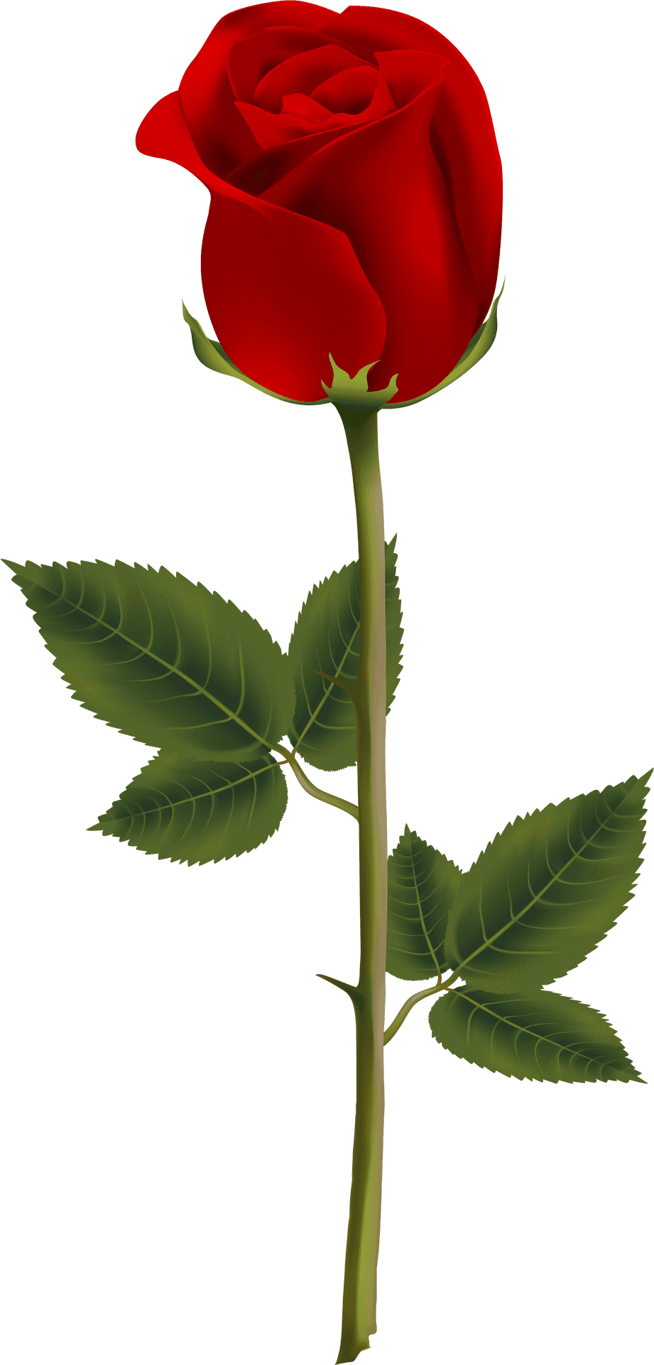 Single Red Rose Stem PNG Image