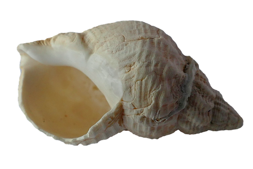 Single Sea Shell Black Background PNG Image