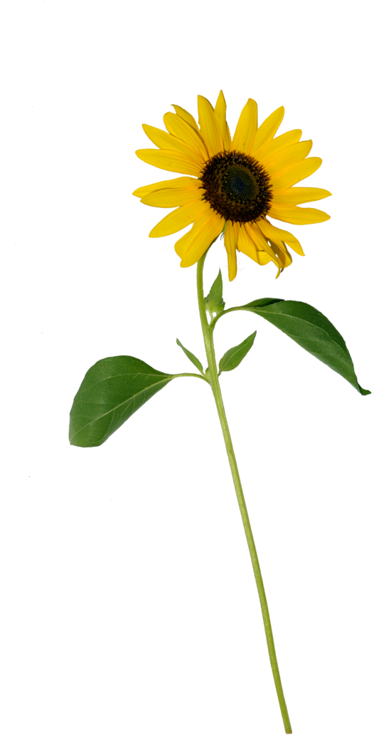 Single Sunflower Stem Isolated PNG Image