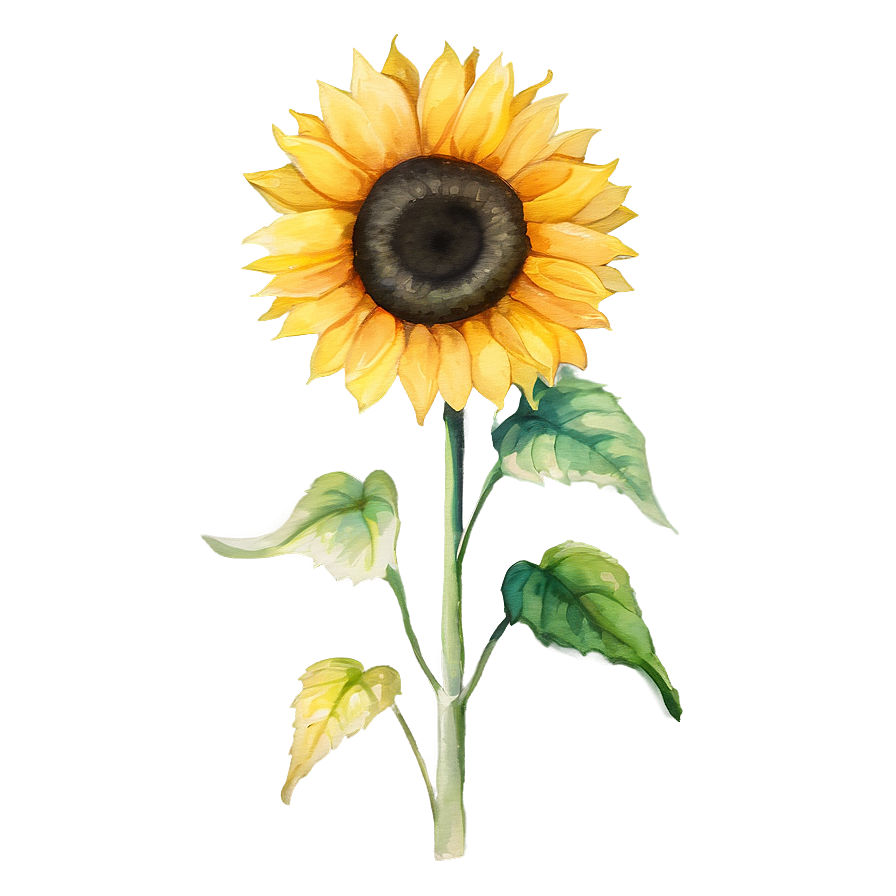 Single Sunflower Watercolor Portrait Png Pag88 PNG Image