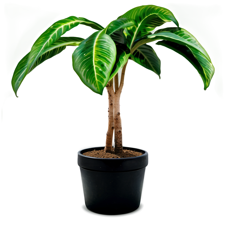 Single Tall Plant Png Itp60 PNG Image