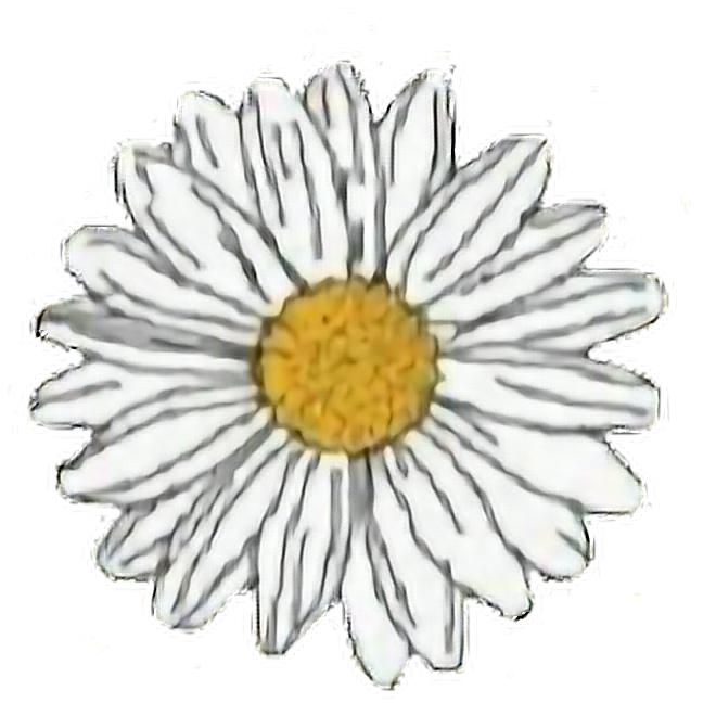 Single White Daisy Flower Graphic PNG Image