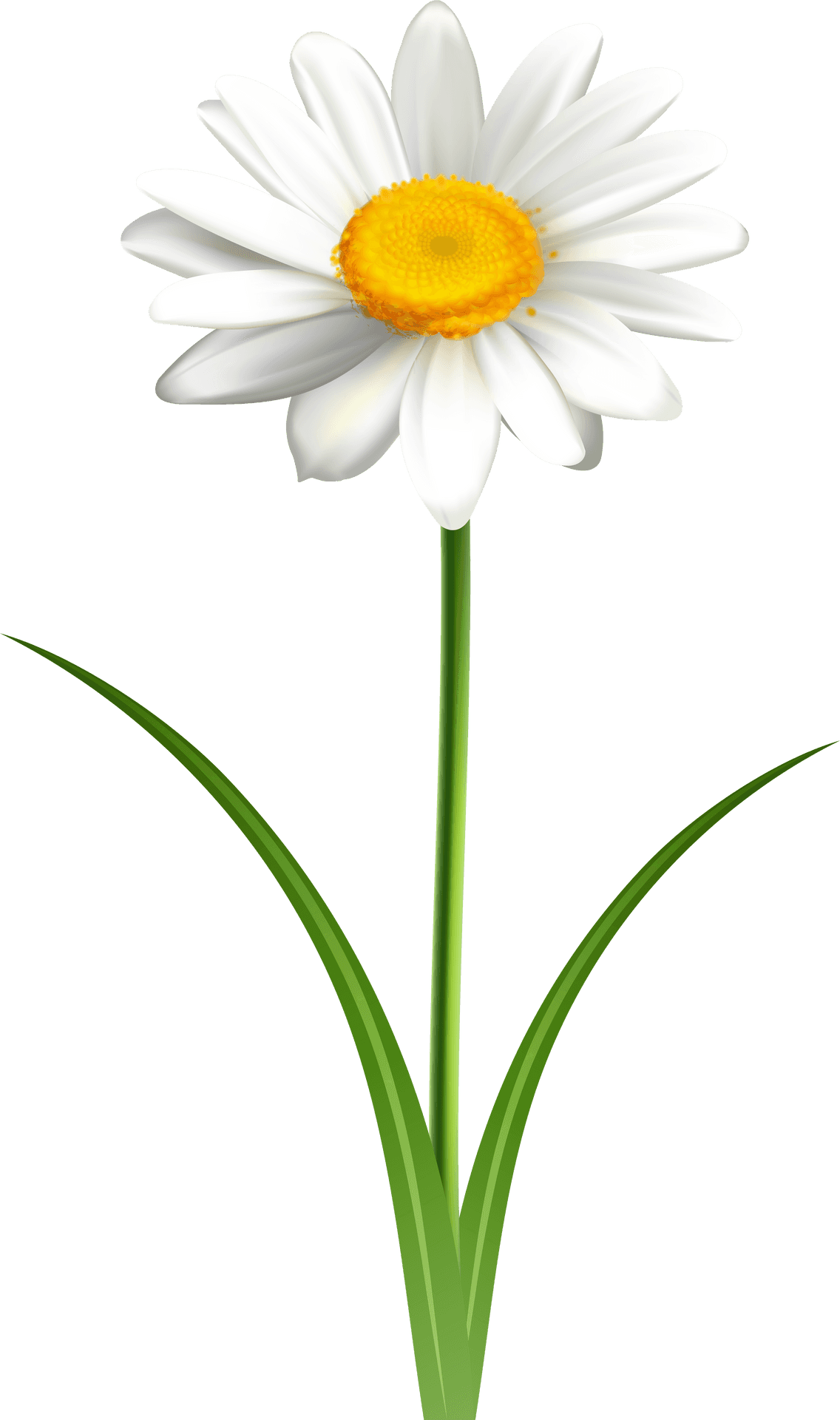 Single White Daisy Graphic PNG Image