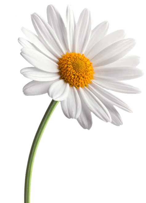 Single White Daisy Gray Background.png PNG Image