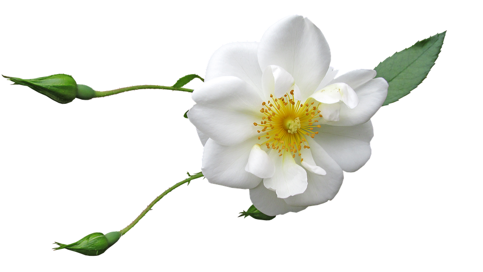 Single White Rose Transparent Background.png PNG Image