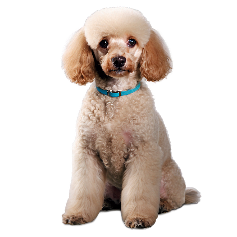 Sitting Poodle Picture Png Ngg90 PNG Image