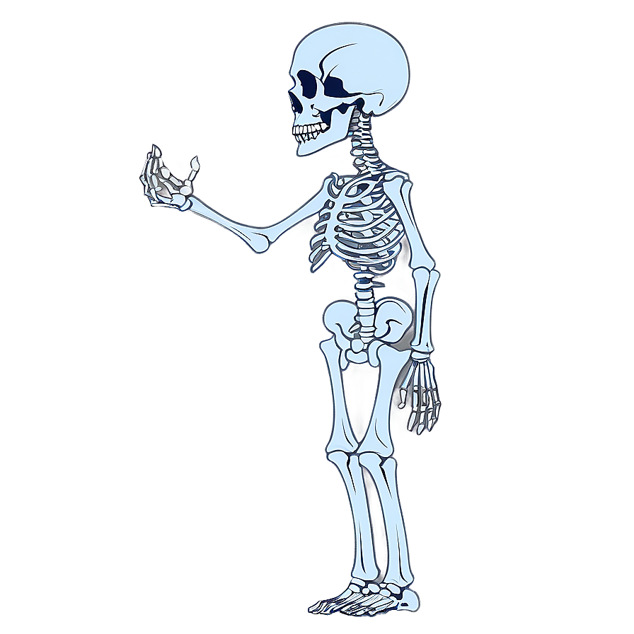 Skeletal System Function Explained Png 73 PNG Image