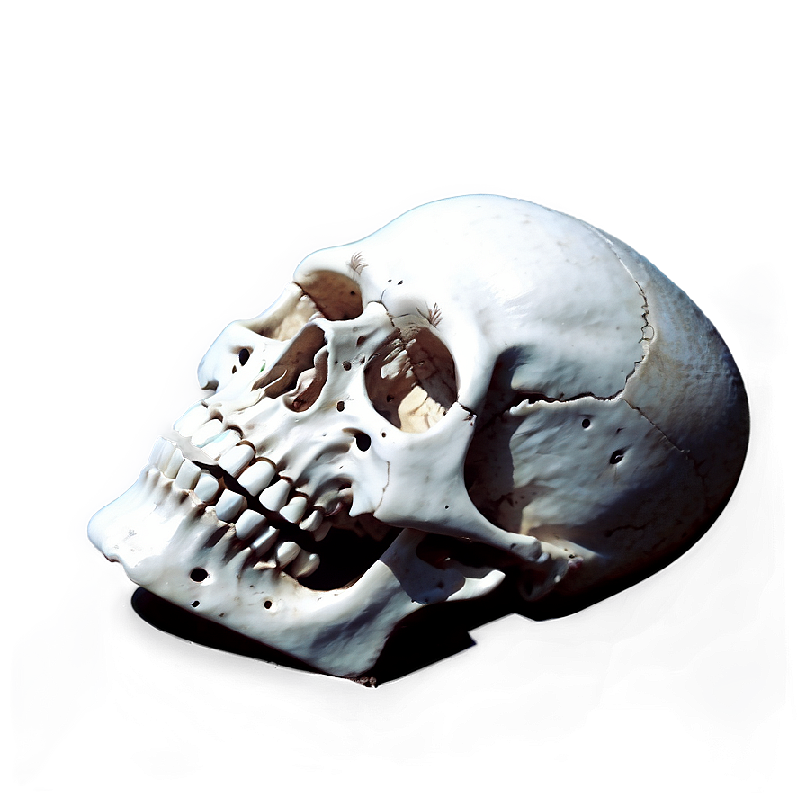 Skeleton Head Png Dmq PNG Image