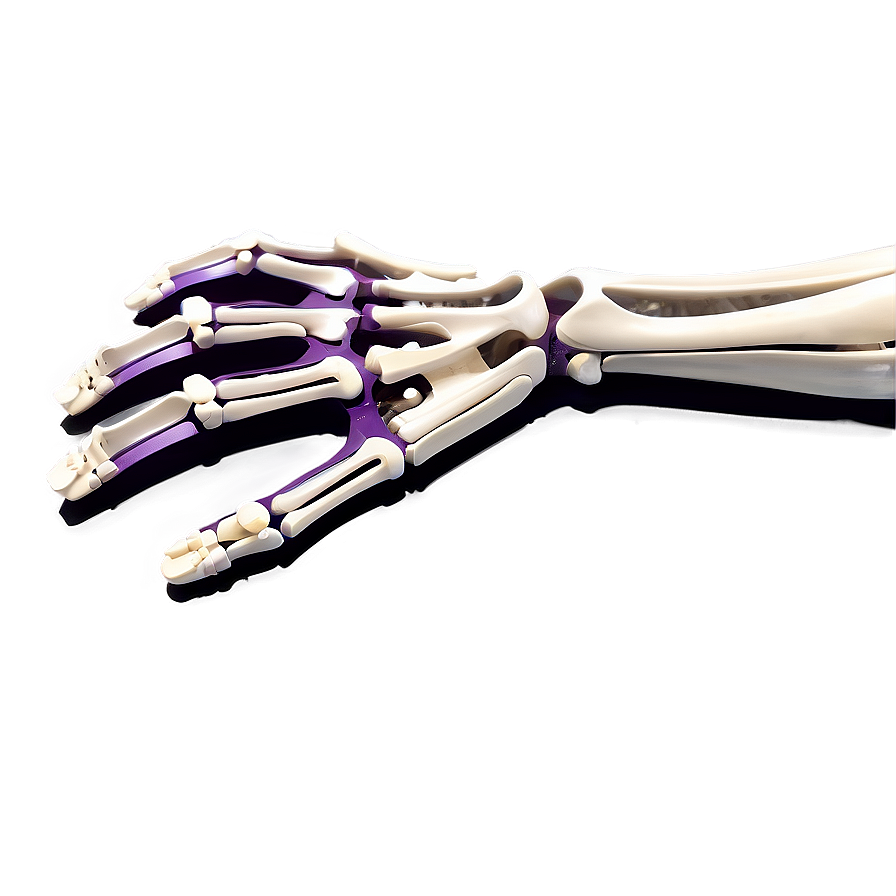 Skeleton Of Upper Limbs Png 79 PNG Image