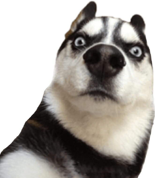 Skeptical Husky Meme.png PNG Image