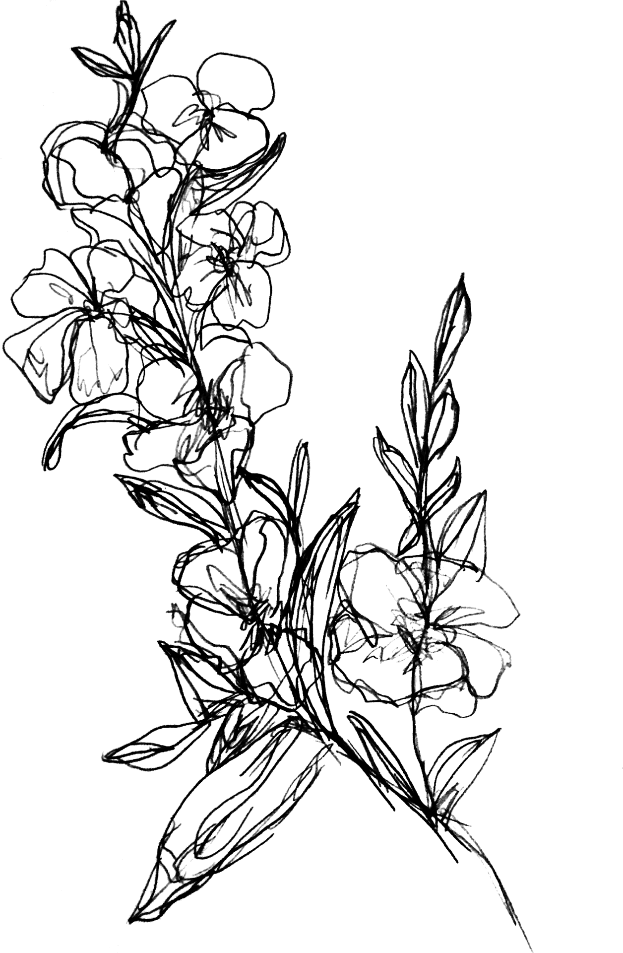 Sketch_of_ Flowers_in_ Ink PNG Image