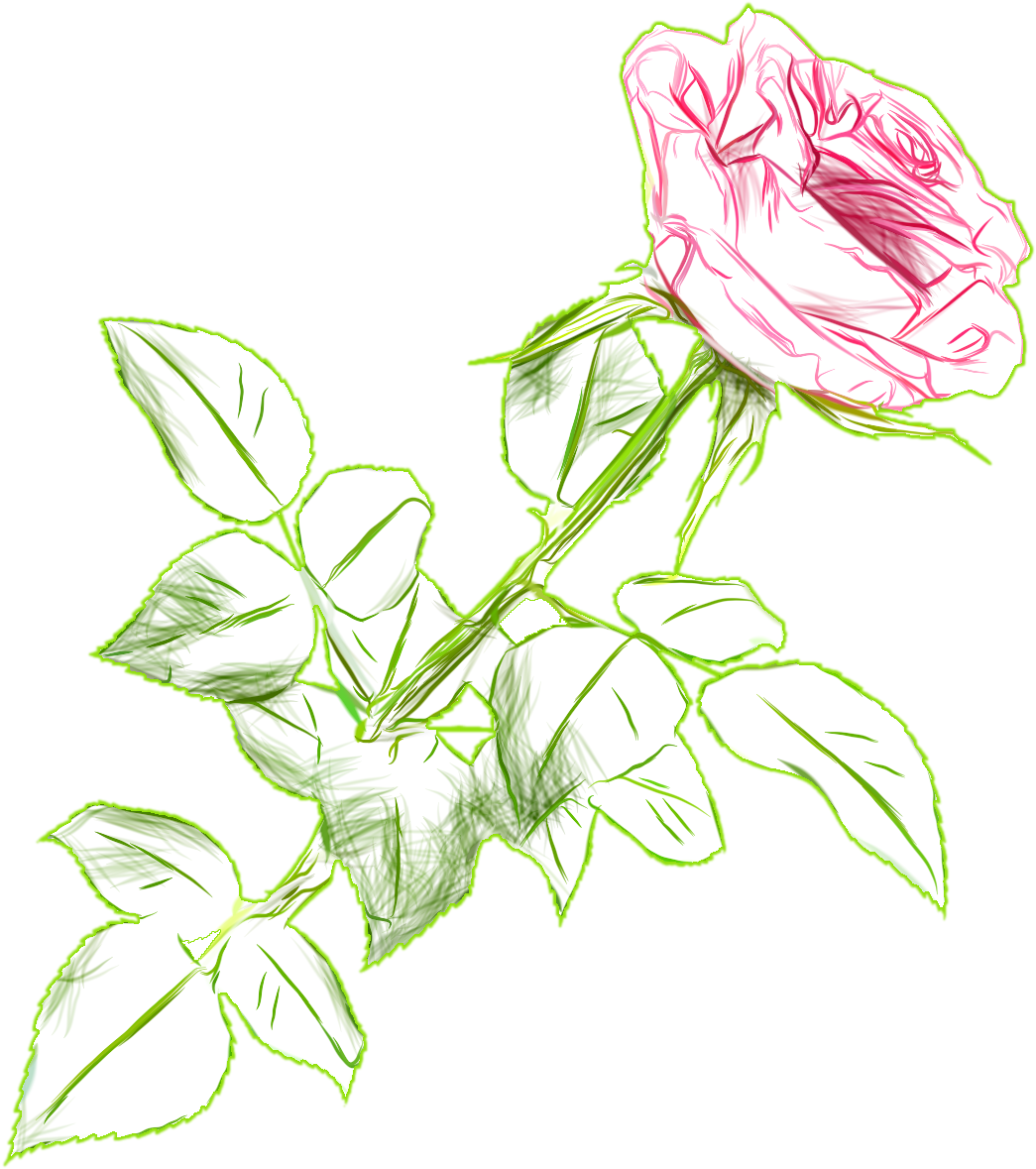 Sketchof Pink Roseon Blue Background.png PNG Image