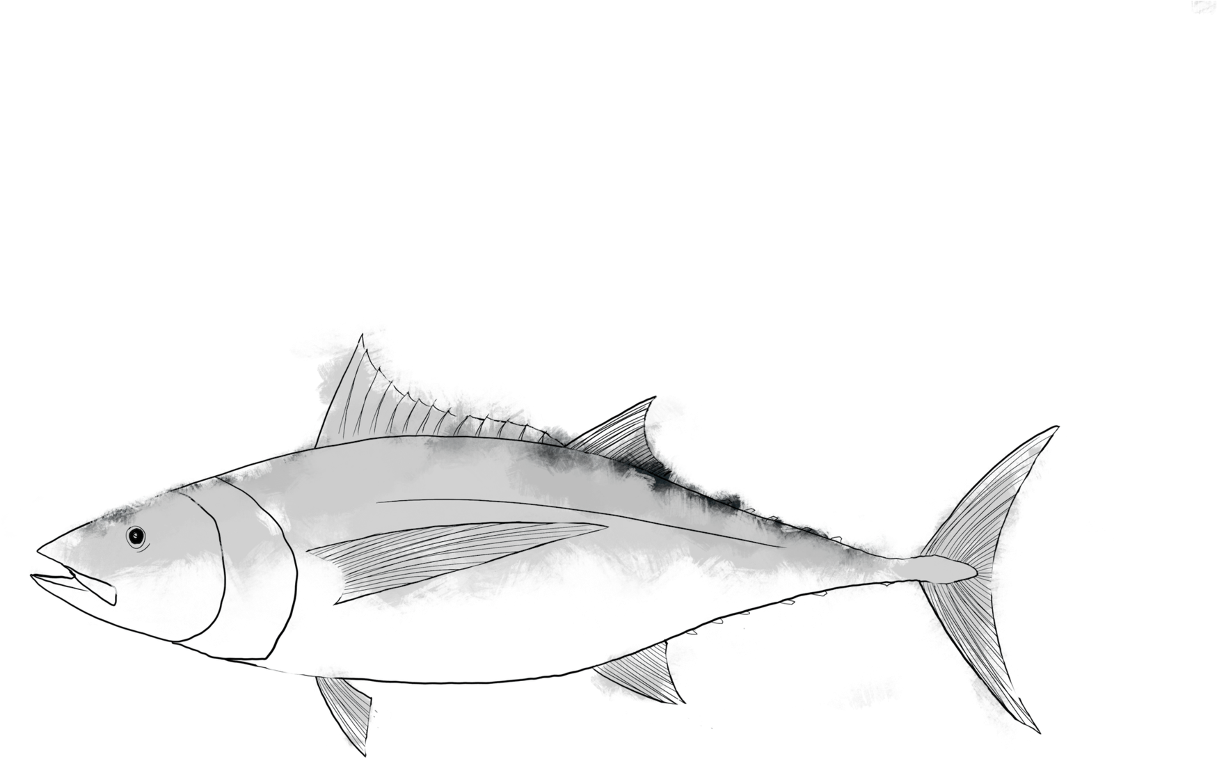 Sketchof Tuna Fish PNG Image